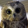 GreenYellowOwl