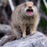 Squirrel001