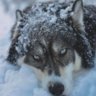 Phantom Wolf