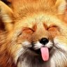 FoxTheFox PL