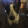 TheBlueHeeler
