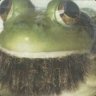 BeardedFrog