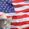 The Texan Cat