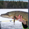 swedenfish
