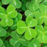 Clover2