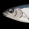 Sardines