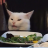 OMG cat