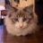 FelinePhenom