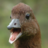 Glorious_duck