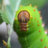 Mr Caterpillar