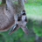 Dogsbody11