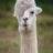 Closet Llama