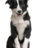 Cole WithTheDogs12