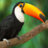 Toucan