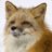 Сunning fox.
