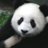 Pandas Are The Best