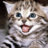 Mr. KittyCat