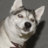 Boiled Husky