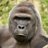 xX_HarambeMemes_Xx