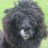 fluffy_metalhead