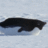 Narwhal