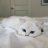 Cat 5