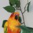 birb_wc