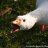 JansDeTrekgans