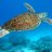 turtleman31