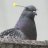 TheWeirdPigeon