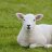 MoutonBleu