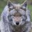Comrade Coyote