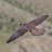 Night_Falcon