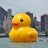 Duck Pilot