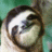 sloths_