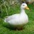 MisterDuck