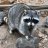 RaccoonSpecies