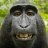 ChaosTheMonke