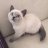 cattman