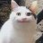 BelugaCat