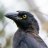 DormantCurrawong