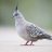iLikeBirds