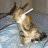coolstcat