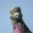 Mr.Pigeon