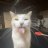 tirry_the_cat
