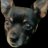 Yoda_the_dog