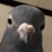Pigeon 4