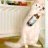 TheAntiCat