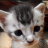 TheConedCat