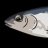 Sardines